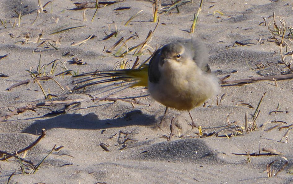 Hebben wij 25-2 in de Scheveningse duinen een (grote?) gele kwikstaart gezien?